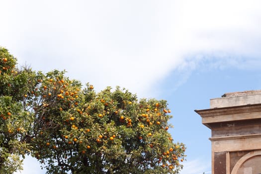 Old roman ruins and oranges in Roma
