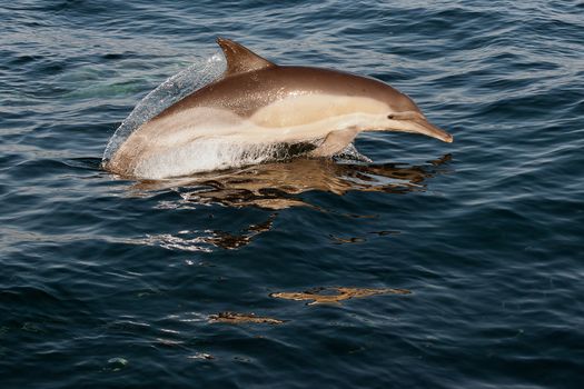 The jumping dolphins comes up from water. The Long-beaked common dolphin (scientific name: Delphinus capensis) swim in atlantic ocean.