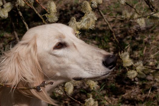 Portrait of white saluiki in willow flowers
