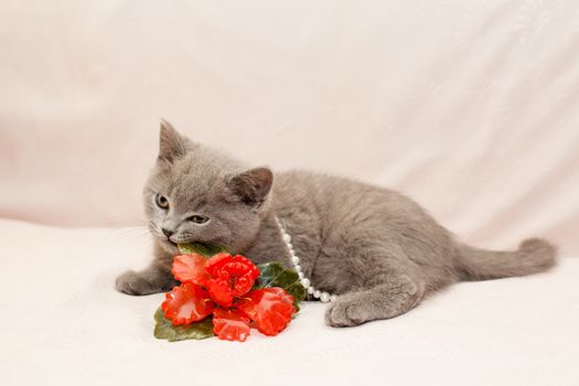 A grey kitten playing with white bead and red glass flower on pink background
