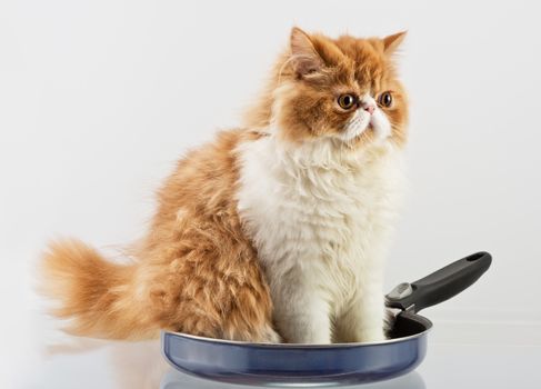 Red and White Persian domestic kitten sits in a metal frying pan