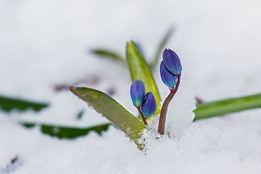 Blue snowdrop flowers in the snow