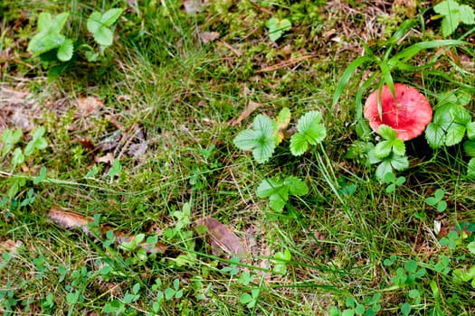 A red mushroom on green grass
