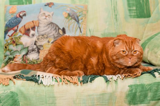 A scottish fold cat lying on a green sofa
