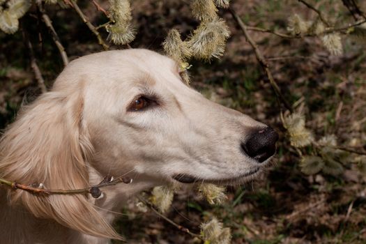 Portrait of white saluiki in willow flowers
