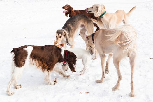Three hounds, an irish setter and a spaniel walking on snow
