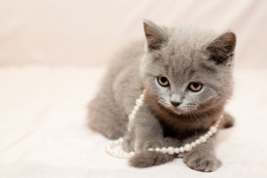 A grey kitten playing with white bead on pink background
