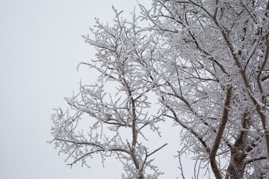 White and black tree in winter
