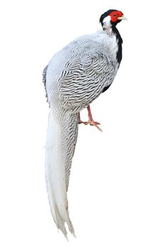 Silver pheasant isolated on white background