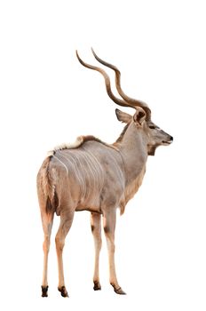 male greater kudu isolated on white background