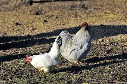 rooster and hen in the barnyard