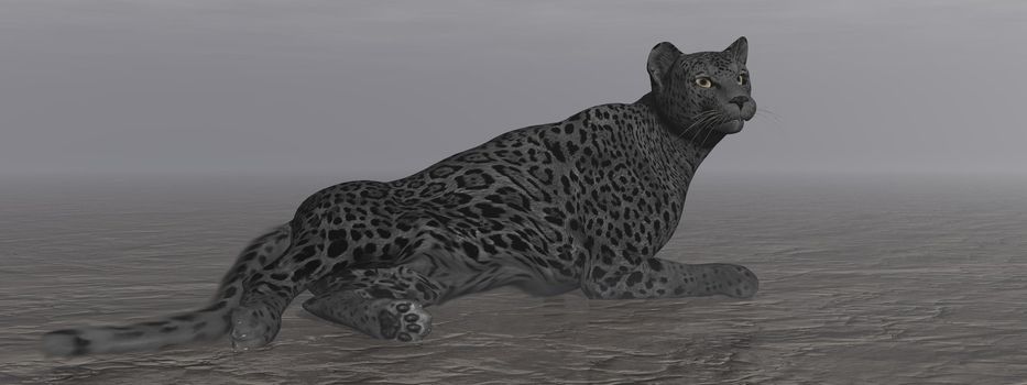 One black jaguar resting quietly on the ground by dark night
