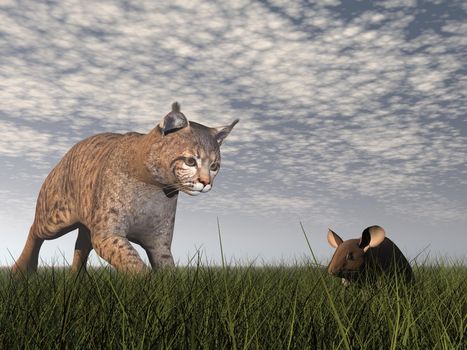 Bobcat staring at a mouse in the grass ready to hunt it by cloudy morning