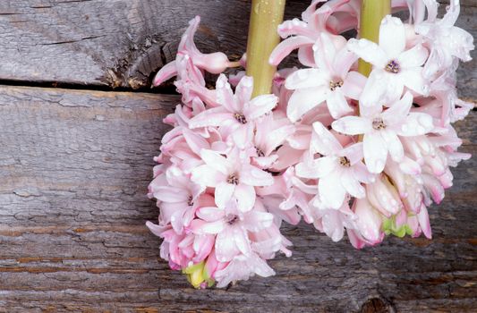 Two Beauty Pink Hyacinths Flowers with Water Droplets closeup on Rustic Wooden background