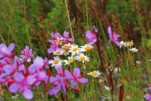 Caucasus mountain landscape and bush of camomiles