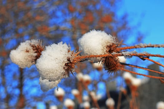 Flower with a pins under the snow against blue sky
