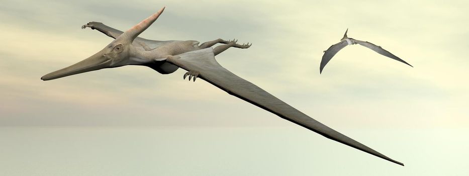 Two pteranodon dinosaurs flying in cloudy sky