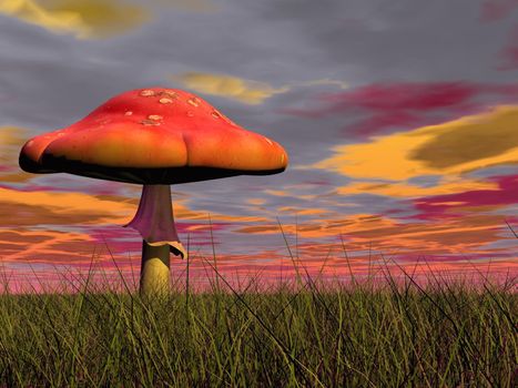 One fairy red mushroom in the green grass by colorful cloudy sunset