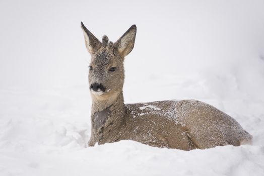 A young deer resting in the snow