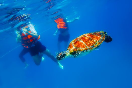 Green Sea Turtle in blue ocean at Similan Islands