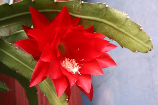 Red cactus flower indoor