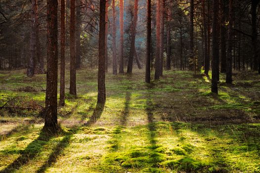 Dark pine forest in the morning