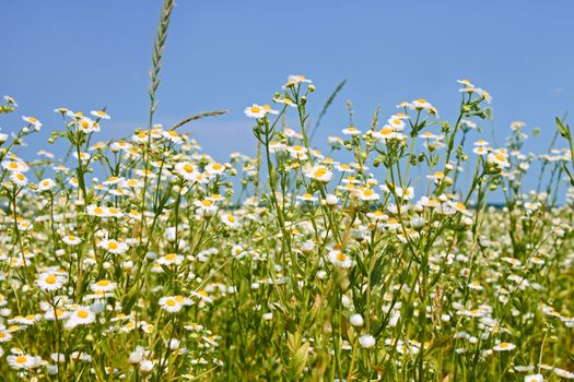 Rapid flowering of Eastern daisy fleabane plants in summertime, or Phalacroloma annuum is a synonym of Erigeron annuus