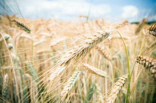 View on the natural wheat ears growing on field