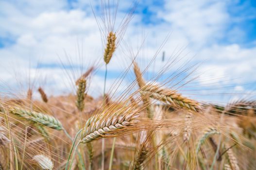 Close up of the natural wheat ears, sky background