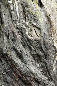 One Piece of Textured Wood in the Forest