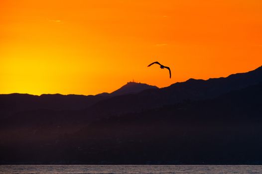 Silhouette of a bird flying over an Pacific ocean, Santa Monica, Los Angeles County, California, USA