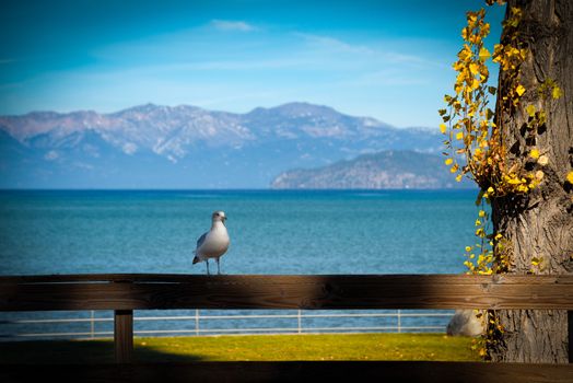Seagull perching on a wooden fence, Lake Tahoe, California, USA