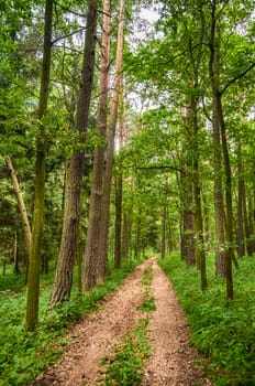 Path going through the trees in natural wild forest