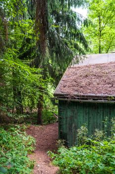 Lonely old hut in the green forest