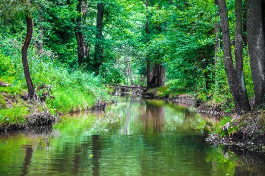 Scenic River flows through the green forest