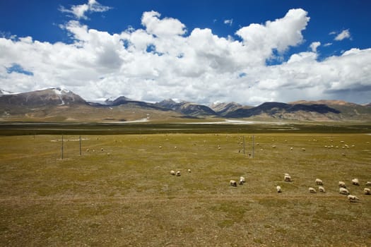 A flock of sheep is grazing on the plains of Tibetan Plateau, with mountain landscape and cloudy sky in the background