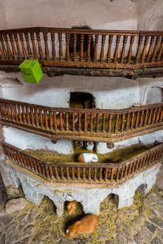 Guinea pigs at Pisac in the peruvian Andes at Cuzco Peru