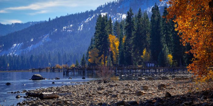 Trees in a forest at the lakeside, Lake Tahoe, California, USA