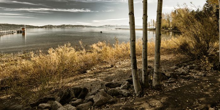 Trees at the lakeside, Tahoe City, Lake Tahoe, California, USA