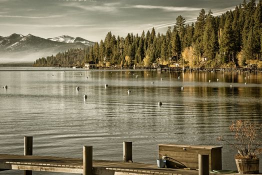 Trees in a forest at the lakeside, Carnelian Bay, Lake Tahoe, California, USA