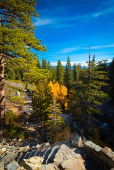 Trees in a forest at the lakeside, Lake Tahoe, California, USA