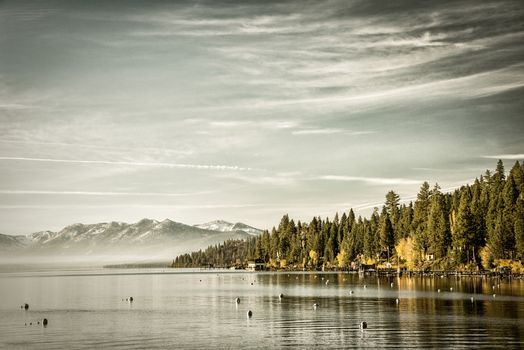 Trees in a forest at the lakeside, Carnelian Bay, Lake Tahoe, California, USA