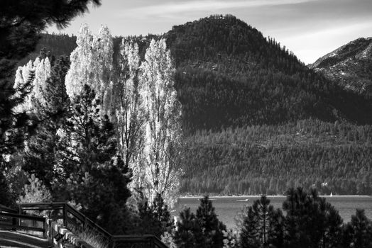 Trees at the lakeside, Lake Tahoe, California, USA