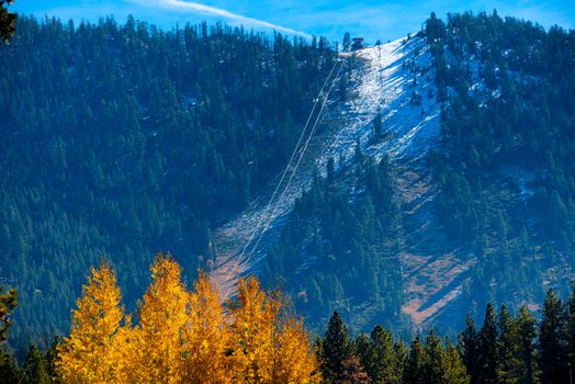 Trees in a forest on a mountain, Lake Tahoe, California, USA