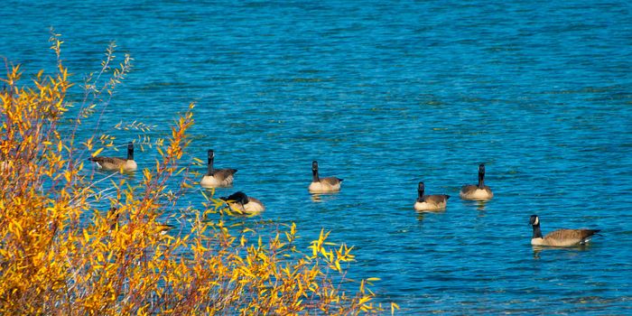 Ducks swimming in a lake, Lake Tahoe, California, USA