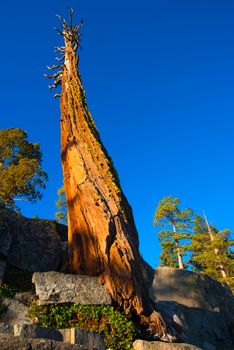 Low angle view of a dead tree, Lake Tahoe, California, USA