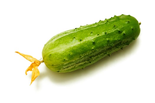 One cucumber with a flower on a white background