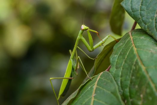 praying mantis in the peruvian Amazon jungle at Madre de Dios Peru