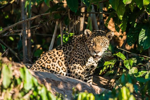 jaguar in the peruvian Amazon jungle at Madre de Dios Peru
