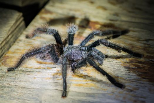 black tarantula in the peruvian Amazon jungle at Madre de Dios Peru